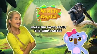 Chimpanzee Facts [upl. by Alejandrina395]