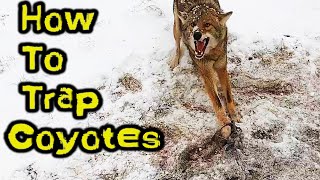 How to Trap Coyotes With Catches [upl. by Kinch85]