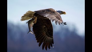 Photographing Bald Eagles at the Conowingo Dam and Other Raptors in Connecticut [upl. by Helm]