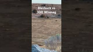 Blesbuck vs 300 Winmag longrangeshooting longrangehunting 300winmag southafrica [upl. by Hairym449]