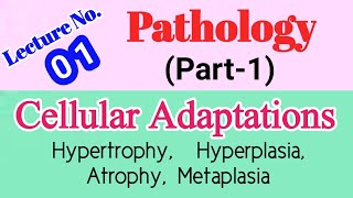 Cellular Adaptation pathologyHypertrophyhyperplasiaatrophymetaplasia in Urdu and Hindi [upl. by Nerad527]