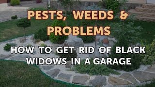 How to Get Rid of Black Widows in a Garage [upl. by Annaet]