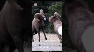 bighorn sheep fighting  😱  fact About bighorn sheep  shorts factshorts facts [upl. by Nyliahs]