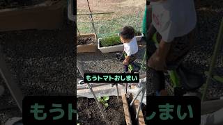 トマトの収穫が終わりを告げた秋。福ちゃん寂しがるトマト 栽培 家庭菜園 [upl. by Decca]