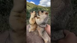 Hyrax fighting day 13 AWAW  cute funnyimages music [upl. by Earvin]