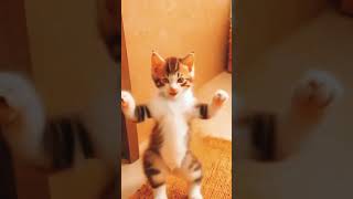 🐱🐱Feline Acrobatics Watch Them Flip CatVibes CatAdventures CatObsessed cats shorts foryou [upl. by Eniaj98]