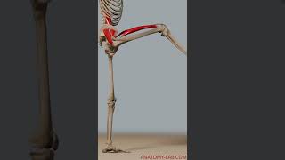 Range of motion hip Flexion [upl. by Hsirehc153]