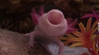 hey mr axolotl what day is it [upl. by Julieta]