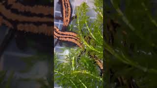 産卵してました ラオスコブイモリ Laos Warty Newt  Laotriton laoensis Paramesotriton laoensis shorts [upl. by Nayllij632]