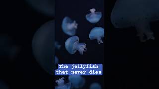 quotMeet the Jellyfish That Can Live Foreverquot🪼 [upl. by Meara]