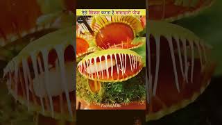 Facts about insectivorous plants amazingfacts factsinhindi interestingfacts animals knowledge [upl. by Antonina]