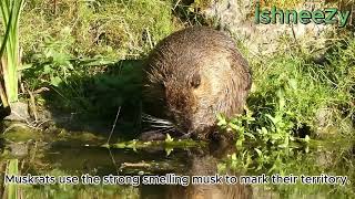 Fun facts about Muskrat Rat  Ondatra zibethicus  What is a Muskrat  Rat musqué [upl. by Rettke]