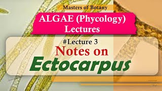 Lecture 3  Ectocarpus Life Cycle Phaeophyceae  Algae Phycology Lecture  Notes [upl. by Osrick757]