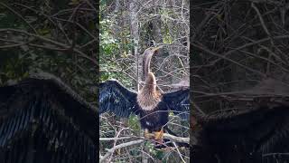 Did you know Anhingas’ eyes can shift color depending on the season and the sunlight During mating [upl. by Anas]