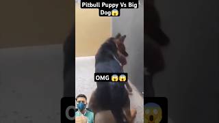 Pitbull puppy with gsd dog real fight shorts fight trending viral [upl. by Sherilyn]