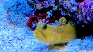 Red Rooster Pygmy Waspfish and Yellow Watchman Goby [upl. by Sonitnatsok579]