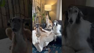 lifestyles of the long and the narrow part 1 borzoi newseason realitytv silkenwindhound fyp [upl. by Buehler682]