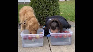 Autumn Activities and Halloween Fun Bobbing for Apples Competition Service Dog vs Human [upl. by Vorfeld]