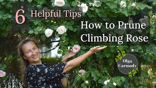 Mastering the Art of Pruning Climbing Roses See the Unexpected Result [upl. by Sheffy]