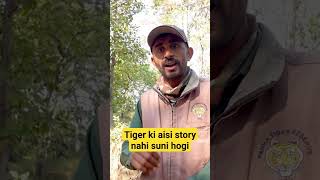 Tiger ka aisa behaviour kabhi suna hai tiger shorts trending [upl. by Akirdnahs]