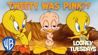 Looney Tuesdays  Interesting Facts You Didnt Know About Tweety  Looney Tunes  WB Kids [upl. by Lered]