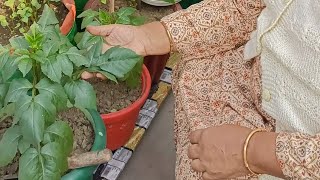 Daheliya ka root filling viral flower garden view plants gardenlandscaping gardenplants [upl. by Durham]