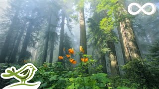 Sunny Mornings Beautiful Relaxing Music with Piano Guitar amp Bird Sounds by Peder B Helland [upl. by Htiaf126]