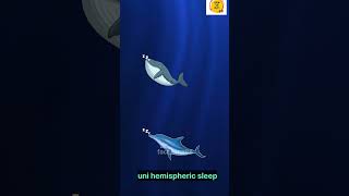 Do Fish Really Sleep The Truth Revealed [upl. by Dafna]