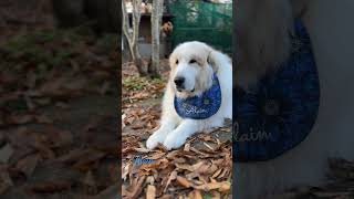 Alain アラン greatpyrenees todaysrunrun グレートピレニーズ 今日のルンルン [upl. by Adnov]