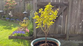 Euonymus quotChollipoquot Potted April 11 2022 [upl. by Naujet]