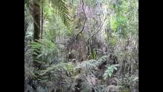 GIANT KAURI TREES NEW ZEALAND [upl. by Atirabrab]