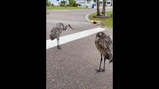 Sandhills cranes stay in our community donotfeedbirds [upl. by Calisa]