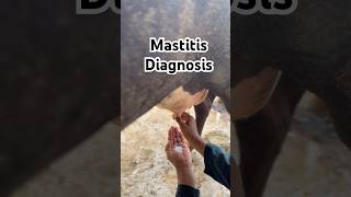 Mastitis Diagnosis viral shorts youtubeshorts [upl. by Spenser]