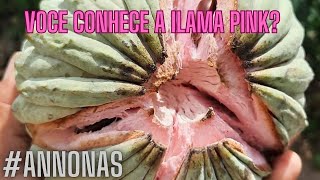 Essa é a Annona macroprophyllata Pink  Ilama Rosa [upl. by Nylitak]