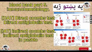 Coombs test direct coombs indirect coombs dat direct antiglobulin  iat antiglobulin in pashto [upl. by Nosaes]