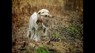 spinone [upl. by Ekard236]