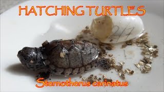 HATCHING TURTLES  Sternotherus carinatus FIRST BIRTHS  Razorback Musk Turtle TARTARUGHE [upl. by Eremihc32]