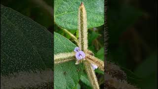 Calopogonium mucunoides Fabaceae familynature trending flowersgardening garden forest flora [upl. by Ahsaei435]