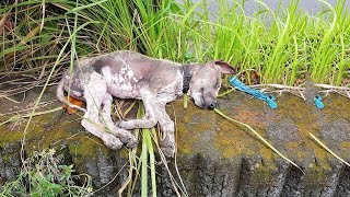 He has Been Lonely Sad Sleeping on The Cold Ground Most of His Life [upl. by Esertak]