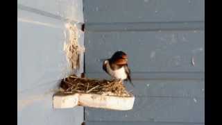 Barn Swallow nest building project [upl. by Akilak]