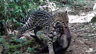 Ocelote Leopardus pardalis Registros en Eco Senderos del 21nov2021 al 26feb2022 [upl. by Vez]