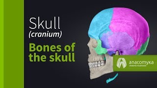 Skull cranium  Overview of the bones of the skull Anatomyka app 3D model [upl. by Fawcette]