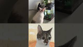 Cat  Rabbit  Cabbit 😂 shorts funny viral [upl. by Wurst]