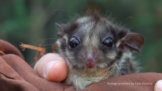 Lowland Leadbeaters Possums [upl. by Bollay889]