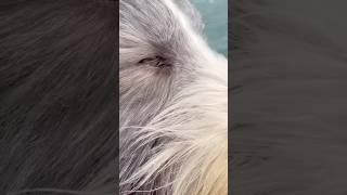 Our dogs’ close friendship😍beardedcollie dogfriendship doglover shorts [upl. by Wernda]