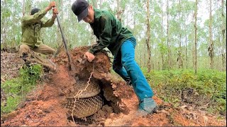 15FEET LONG KING COBRA CAPTURED IN INDIA [upl. by Glennon183]