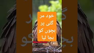 1 Maa Khud Mar GaiReboot kartoon video Editor [upl. by Marba]