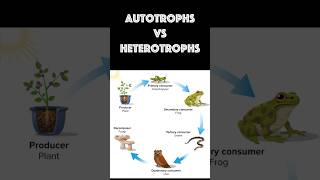 Autotrophs vs Heterotrophs science organisms [upl. by Ahl]