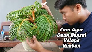 CARA MEMBUAT BONSAI KELAPA BERDAUN BANYAK DAN PELEPAH MEKAR [upl. by Nick]