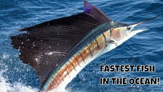 THIS IS THE FASTEST FISH ON THE PLANET SAILFISH [upl. by Va90]